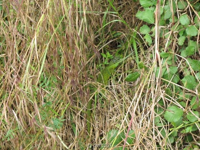 2007 05 Séjour en Brenne 063